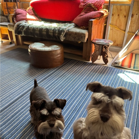 Meet your Posher, AmySue - Picture 7 of 7